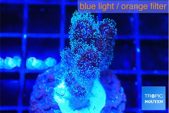 Pocillopora damicornis pink 1-2 cm WYSIWYG acclimaté