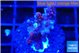 Acropora cherry pop 1-2 cm WYSIWYG acclimaté