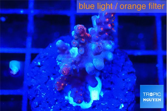 Acropora cherry pop 1-2 cm WYSIWYG acclimaté