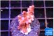 Acropora cherry pop 1-2 cm WYSIWYG acclimaté