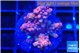 Acropora cherry pop 2-4 cm WYSIWYG acclimaté
