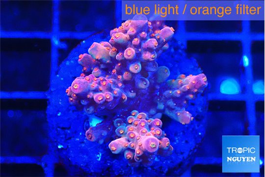 Acropora cherry pop 2-4 cm WYSIWYG acclimaté