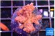 Acropora cherry pop 2-4 cm WYSIWYG acclimaté