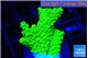 Acropora neon green 1-3 cm WYSIWYG acclimaté