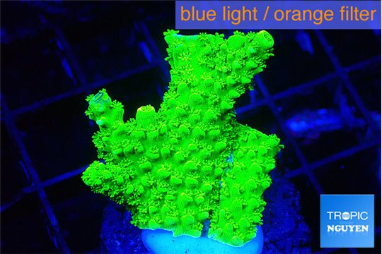 Acropora neon green 1-3 cm WYSIWYG acclimaté