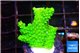 Acropora neon green 1-3 cm WYSIWYG acclimaté