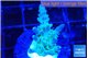 Acropora green blue Fijii 1-3 cm WYSIWYG acclimaté