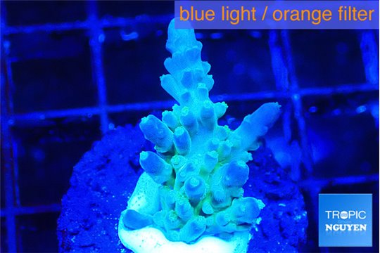 Acropora green blue Fijii 1-3 cm WYSIWYG acclimaté