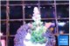 Acropora green blue Fijii 1-3 cm WYSIWYG acclimaté