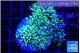 Pachyclavularia green 3-5 cm WYSIWYG acclimaté