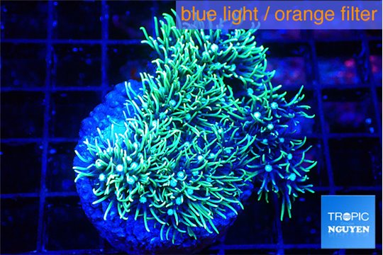 Pachyclavularia green 3-5 cm WYSIWYG acclimaté