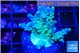 Acropora green blue Fijii 1-3 cm WYSIWYG acclimaté