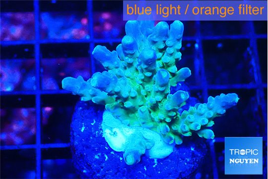Acropora green blue Fijii 1-3 cm WYSIWYG acclimaté