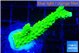 Acropora neon green 2-3 cm WYSIWYG acclimaté