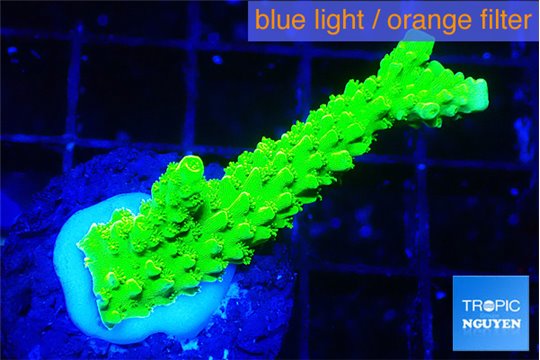 Acropora neon green 2-3 cm WYSIWYG acclimaté