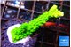 Acropora neon green 2-3 cm WYSIWYG acclimaté