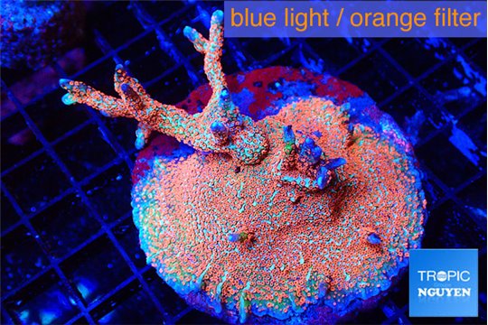Montipora red fire forest 5-6 cm WYSIWYG acclimaté