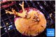 Montipora red fire forest 5-6 cm WYSIWYG acclimaté