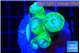 Duncanopsammia green 4-5 polyps WYSIWYG acclimaté