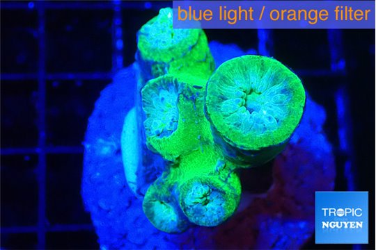 Duncanopsammia green 4-5 polyps WYSIWYG acclimaté