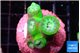 Duncanopsammia green 4-5 polyps WYSIWYG acclimaté