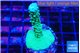 Acropora green 2-3 cm WYSIWYG acclimaté