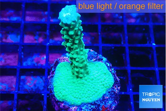Acropora green 2-3 cm WYSIWYG acclimaté