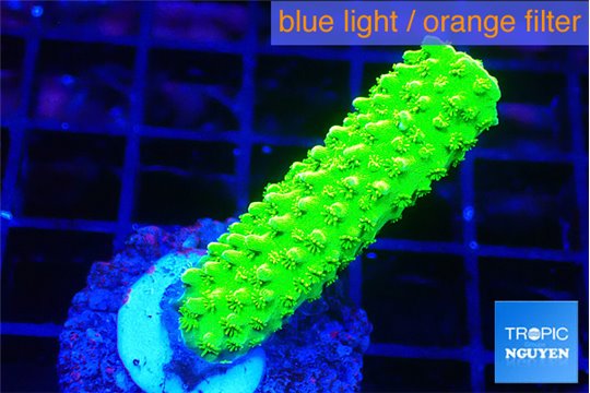 Acropora neon green 2-3 cm WYSIWYG acclimaté