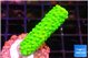 Acropora neon green 2-3 cm WYSIWYG acclimaté