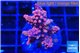 Acropora cherry pop 2-4 cm WYSIWYG acclimaté
