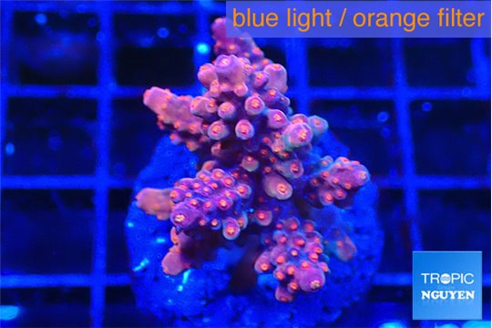 Acropora cherry pop 2-4 cm WYSIWYG acclimaté