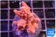 Acropora cherry pop 2-4 cm WYSIWYG acclimaté