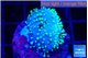 Sarcophyton full neon green polyps Australia 2-4 cm WYSIWYG acclimaté