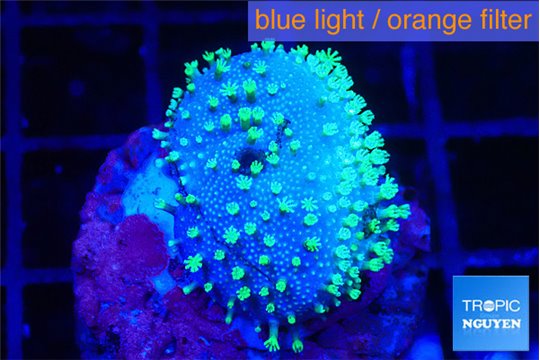 Sarcophyton full neon green polyps Australia 2-4 cm WYSIWYG acclimaté