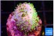 Sarcophyton full neon green polyps Australia 2-4 cm WYSIWYG acclimaté