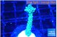 Acropora green 2-3 cm WYSIWYG acclimaté