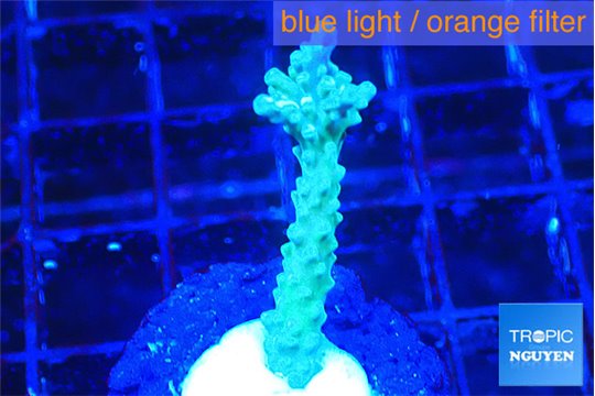 Acropora green 2-3 cm WYSIWYG acclimaté