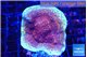 Montipora purple cap 3-4 cm WYSIWYG acclimaté