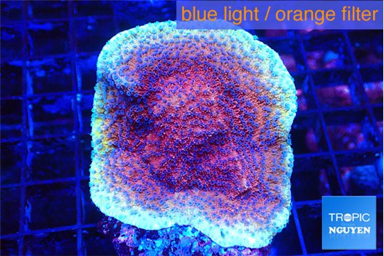 Montipora purple cap 3-4 cm WYSIWYG acclimaté