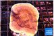 Montipora purple cap 3-4 cm WYSIWYG acclimaté