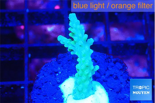 Acropora green 1-3 cm WYSIWYG acclimaté