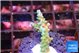 Acropora green 1-3 cm WYSIWYG acclimaté