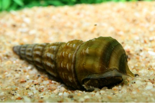 Escargot Tylomelania sp.(chocolat) - 3-6.
