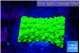 Acropora neon green 1-2 cm WYSIWYG acclimaté