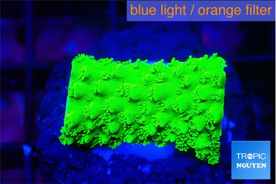 Acropora neon green 1-2 cm WYSIWYG acclimaté