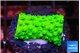 Acropora neon green 1-2 cm WYSIWYG acclimaté