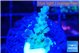 Acropora green purple 1-2 cm WYSIWYG acclimaté