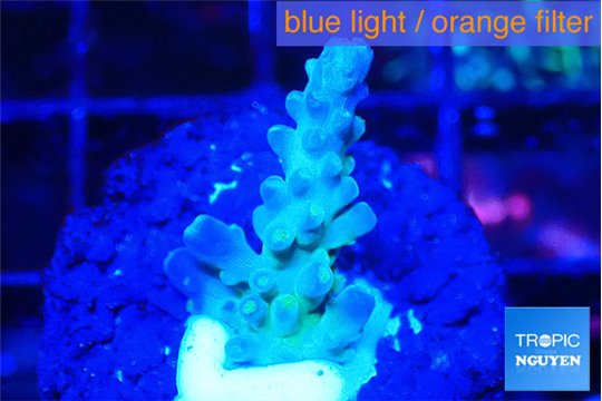 Acropora green purple 1-2 cm WYSIWYG acclimaté