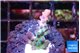 Acropora green purple 1-2 cm WYSIWYG acclimaté