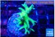 Seriatopora hystrix golden 3-4 cm WYSIWYG acclimaté